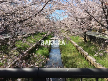 住吉ざくらの画像1