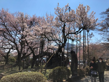 神代桜（実相寺）の画像2