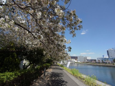 しながわ花海道水辺広場の画像2