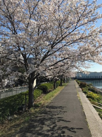 しながわ花海道水辺広場の画像4