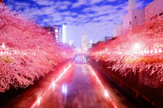 目黒川の桜並木