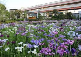 堀切菖蒲園の画像1