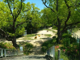 東大池公園