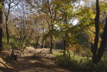 平山緑地の画像1