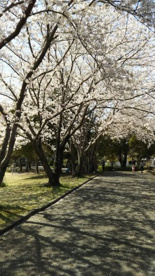 桜ニュータウン中央公園の画像1