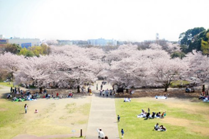 神奈川県立 四季の森公園の画像2