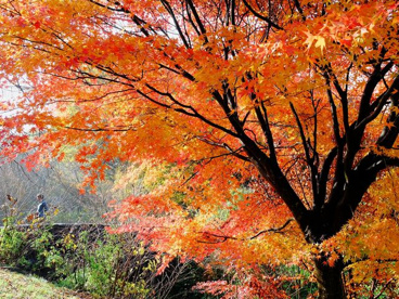 神奈川県立 四季の森公園の画像3