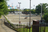 三ツ沢公園馬術練習場