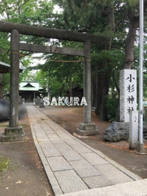 小杉神社の画像1