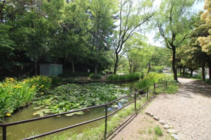 藤が丘公園の画像1