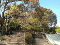 鳶尾中央公園