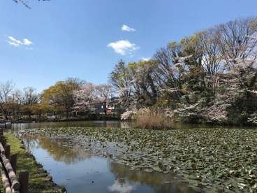 菊名池公園の画像1