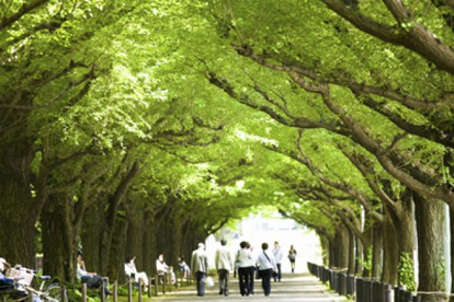 明治神宮外苑の画像1