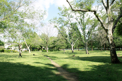 善福寺川緑地公園の画像1