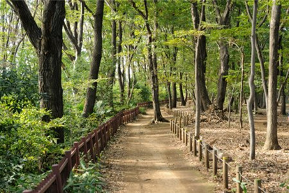 野火止緑地の画像1