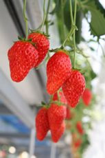 Grand Berryの画像3
