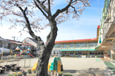 さくら保育園
