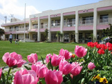 幼稚園 伊丹市立天神川幼稚園