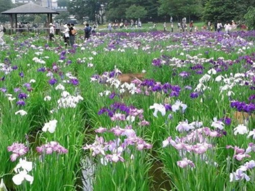 北山公園の画像1