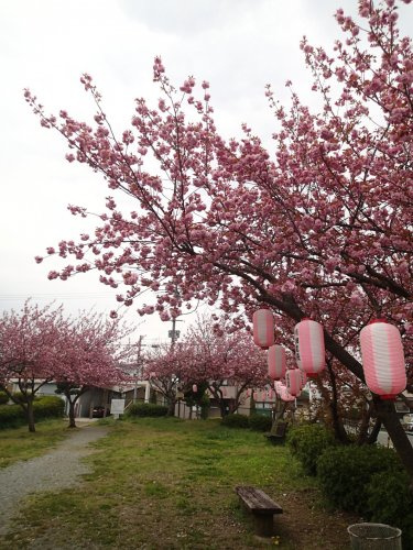 の画像