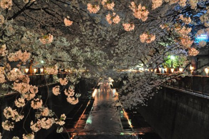 目黒川の画像1