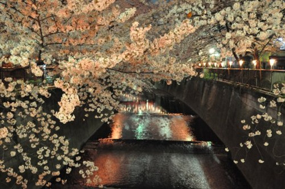 目黒川の画像1