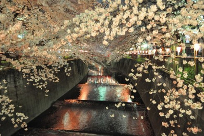 目黒川の画像2