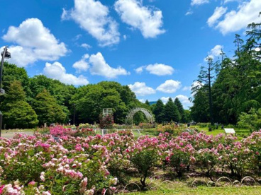 代々木公園の画像2