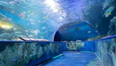 しながわ水族館