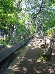 千川上水緑道の画像1