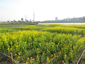 堀切水辺公園の画像1