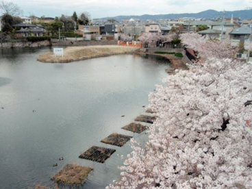 青池公園の画像1