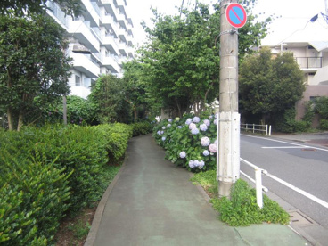小茂根三丁目緑地の画像1