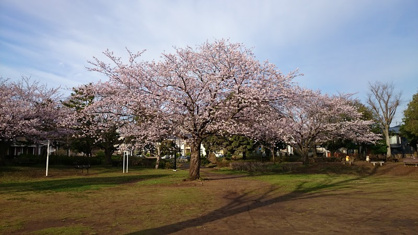 柴崎台中央公園の画像1