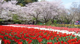 泉の森