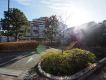 石神井台やすらぎ緑地