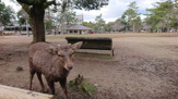 奈良公園