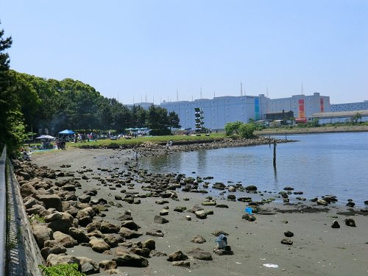 大井ふ頭中央海浜公園なぎさの森の画像1