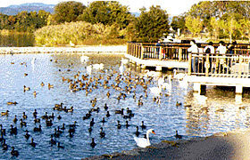 昆陽池公園の画像1