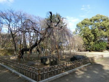 真間山弘法寺の画像3