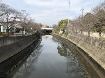 真間川の画像1