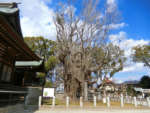 千本公孫樹（せんぼんいちょう）の画像