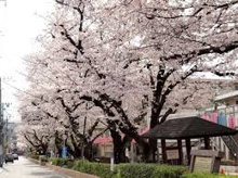 公園 桜並木公園