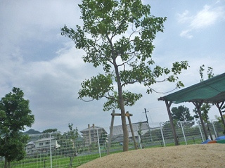 マリア高安保育園の画像2