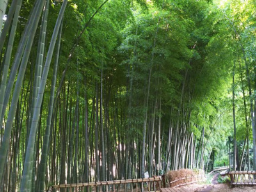 竹林公園の画像1