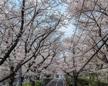 その他 桜坂