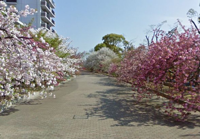 造幣局 桜の通り抜けの画像1