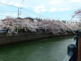 大岡川（桜並木）