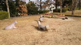 くちなし公園