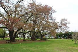 みほり広場公園の画像1